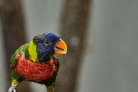 Papagei Papua New Guinea