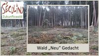 Secolino Zukunftswald4